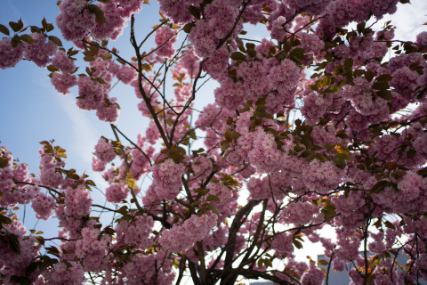 20240511-DSC08245